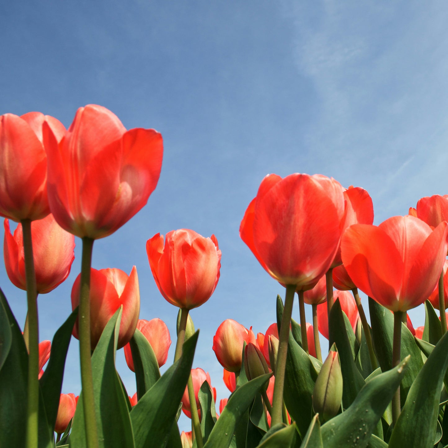 Red Tulips