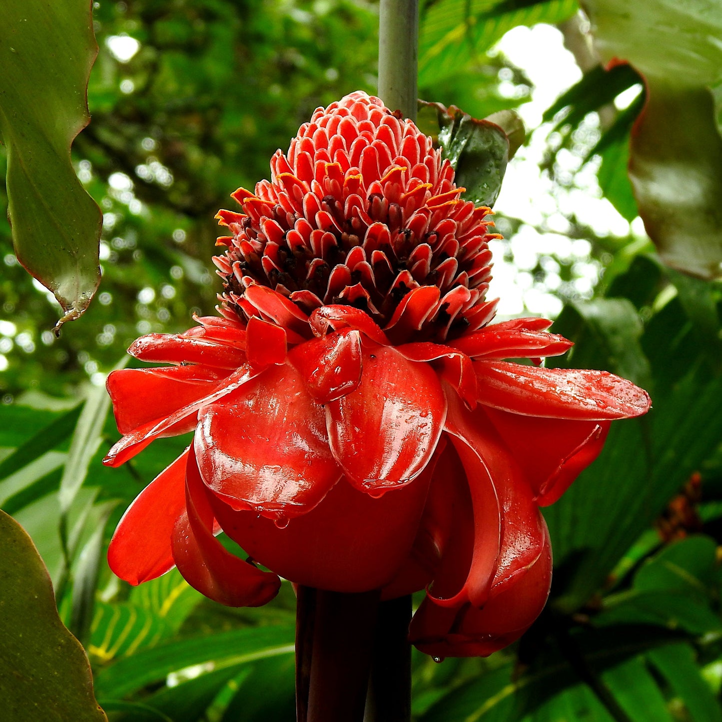 Exotic red flower