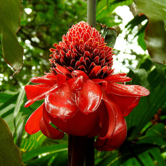Exotic red flower